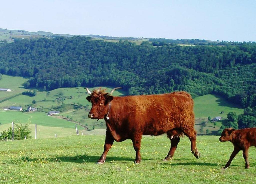 منزل الضيف Saint-Martin-Valmeroux  في Domaine De La Chaux De Revel المظهر الخارجي الصورة