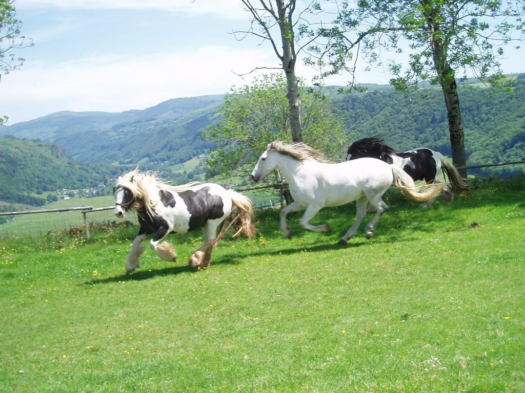 منزل الضيف Saint-Martin-Valmeroux  في Domaine De La Chaux De Revel المظهر الخارجي الصورة